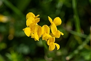 David Plant Photography - Wildlife Photography - Hairy tare - B
