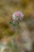 David Plant Photography - Wildlife Photography - Haresfoot clover - A