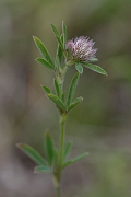 David Plant Photography - Wildlife Photography - Haresfoot clover - C