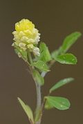 David Plant Photography - Wildlife Photography - Hop trefoil - A
