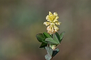 David Plant Photography - Wildlife Photography - Hop trefoil - C