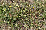 David Plant Photography - Wildlife Photography - Hop trefoil - D