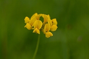 David Plant Photography - Wildlife Photography - Horseshoe vetch - A