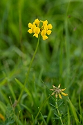 David Plant Photography - Wildlife Photography - Horseshoe vetch - B