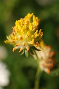 David Plant Photography - Wildlife Photography - Kidney vetch - A