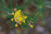 David Plant Photography - Wildlife Photography - Kidney vetch - B