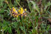 David Plant Photography - Wildlife Photography - Kidney vetch - C