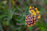 David Plant Photography - Wildlife Photography - Kidney vetch - D