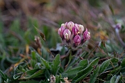 David Plant Photography - Wildlife Photography - Kidney vetch - E