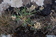 David Plant Photography - Wildlife Photography - Kidney vetch - G
