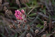 David Plant Photography - Wildlife Photography - Kidney vetch - H