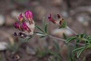 David Plant Photography - Wildlife Photography - Kidney vetch - I