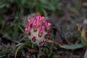 David Plant Photography - Wildlife Photography - Kidney vetch - K