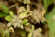David Plant Photography - Wildlife Photography - Knotted clover - A