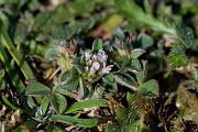 David Plant Photography - Wildlife Photography - Knotted clover - G
