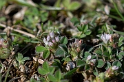 David Plant Photography - Wildlife Photography - Knotted clover - I