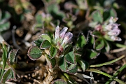 David Plant Photography - Wildlife Photography - Knotted clover - J