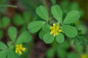 David Plant Photography - Wildlife Photography - Lesser trefoil - C