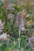 David Plant Photography - Wildlife Photography - Long-headed clover - E
