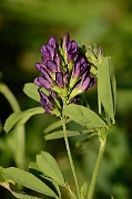 David Plant Photography - Wildlife Photography - Lucerne - A