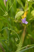 David Plant Photography - Wildlife Photography - Marsh pea - A