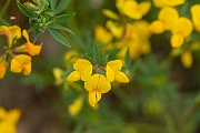 David Plant Photography - Wildlife Photography - Narrow-leaved birdsfoot trefoil - F
