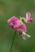 David Plant Photography - Wildlife Photography - Narrow-leaved everlasting pea - A