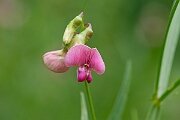 David Plant Photography - Wildlife Photography - Narrow-leaved everlasting pea - C