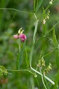 David Plant Photography - Wildlife Photography - Narrow-leaved everlasting pea - D
