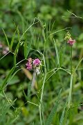 David Plant Photography - Wildlife Photography - Narrow-leaved everlasting pea - E