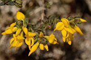 David Plant Photography - Wildlife Photography - Petty whin - A