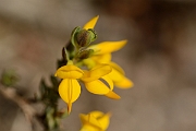 David Plant Photography - Wildlife Photography - Petty whin - B
