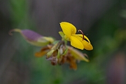 David Plant Photography - Wildlife Photography - Petty whin - C