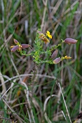 David Plant Photography - Wildlife Photography - Petty whin - D