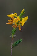 David Plant Photography - Wildlife Photography - Petty whin - F