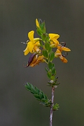 David Plant Photography - Wildlife Photography - Petty whin - G
