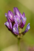 David Plant Photography - Wildlife Photography - Purple milk-vetch - A