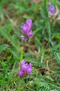 David Plant Photography - Wildlife Photography - Purple milk-vetch - D