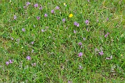 David Plant Photography - Wildlife Photography - Purple milk-vetch - E