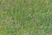 David Plant Photography - Wildlife Photography - Purple milk-vetch - F