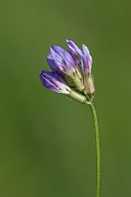 David Plant Photography - Wildlife Photography - Purple milk-vetch - I