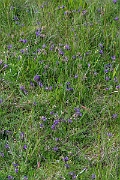 David Plant Photography - Wildlife Photography - Purple milk-vetch - J