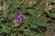 David Plant Photography - Wildlife Photography - Purple oxytropis - A