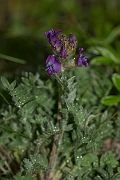 David Plant Photography - Wildlife Photography - Purple oxytropis - C
