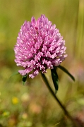 David Plant Photography - Wildlife Photography - Red clover - B