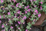 David Plant Photography - Wildlife Photography - Restharrow - A