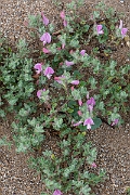 David Plant Photography - Wildlife Photography - Restharrow - B