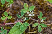 David Plant Photography - Wildlife Photography - Rough clover - B