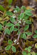 David Plant Photography - Wildlife Photography - Rough clover - C