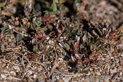 David Plant Photography - Wildlife Photography - Rough clover - F